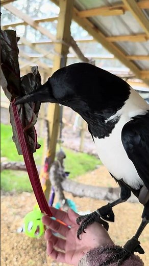 Talking Crow Says Hello