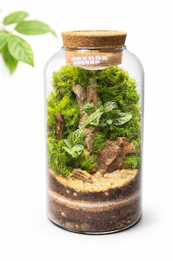 5" Handmade Glass Terrarium | Live Moss & Plants, Lighted Cork Lid - Etsy