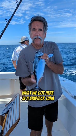 184K views · 1K reactions | What we have here is the Skipjack Tuna!...