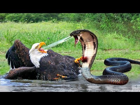 Eagle Vs Snake! Eagle Fights Hard When Encountering The Most Poisonous Snake And What Happens