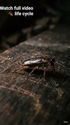 cockroach life cycle 🪳🪳#cockroach #lifecycle #insects #wildlife #facts #nature