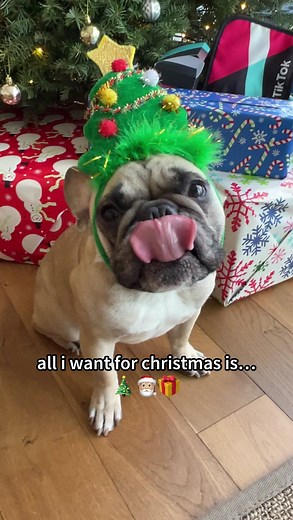 It’s all I want for Christmas! | Gus Gus In The City