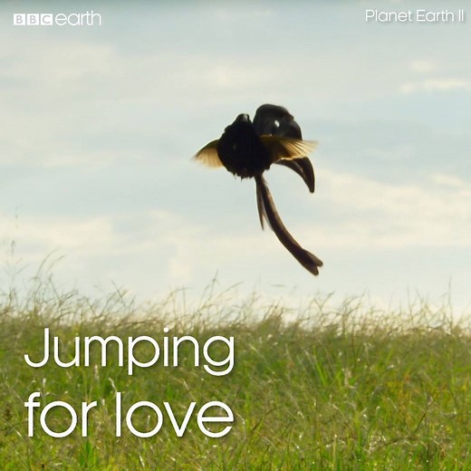 Widow birds leap into the air to attract a mate. #PlanetEarth2 | BBC Earth