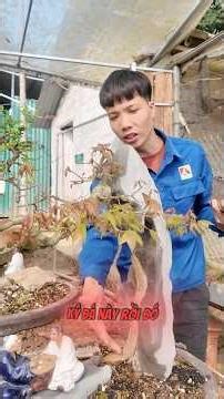 cách làm lá phong đỏ là đây ạ #bonsai #haitaubonsai #hảitau #phong #caycanh #kyda