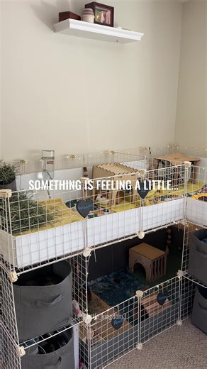 Coping with Pet Loss: A Guide for Guinea Pig Owners