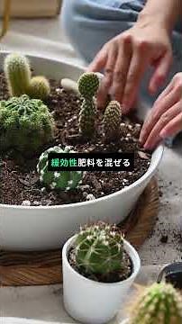 🪴 プランター栽培は土で決まる！失敗しない土づくり3ステップ