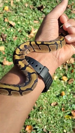 Baby Ball Python! #animal #ballpython #reptiles #python #snake #pets #shorts