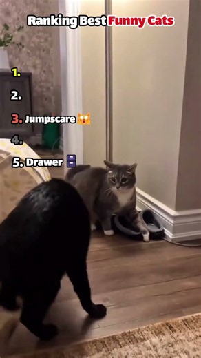 😂 FUNNIEST CATS EVER 😭🐱 | You Won’t Stop Laughing #shorts #funny #cat #funnycats