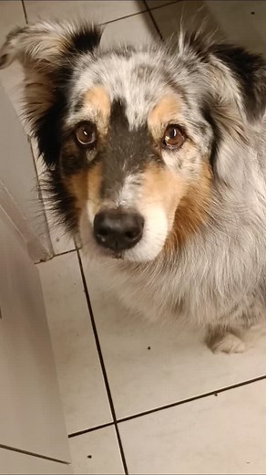 Wenn Er sich abends sein Gemüse abholt. OK heute waren kleine Stücke Wurst noch dabei 😅😅 #dog #dogs #dogsofinstagram #dogsoftiktok #instagood #foryoupage❤️😍 #reelsfypシ゚ | Sabi Y. De