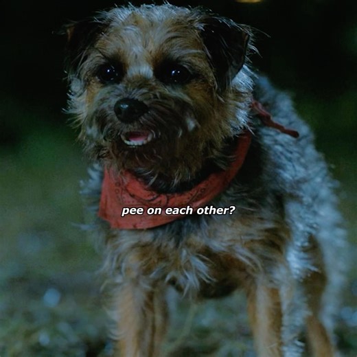 The way dogs make friends is by peeing on each other 😂#shorts #movie #trending #viral #shortvideo