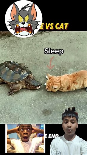 turtle Vs cat very powerful animal #shorts