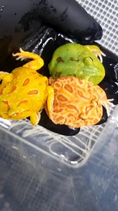 17K views · 204 reactions |  You need a frog as pet 李 Pacmanfrogs available at Aquarium-Dietzenbach #Frog #FrogLife #FrogLover #Amphibians #FrogFacts #FrogOfTheDay #FrogArt #FrogCommunity #PetLovers #PetOfTheDay #Pets #PetLife #Pacmanfrog #Pacman | Oliver Knott | Facebook