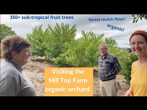350+ Rare Sub-Tropical Fruit Trees: Backyard Orchard Tour 2020