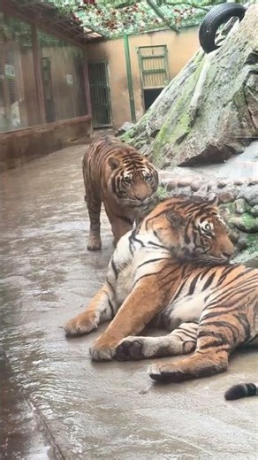 A tiger cub meets the big guys! 🐯❤️ #shorts