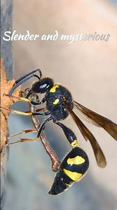 Slender and mysterious #Sceliphron #abispa