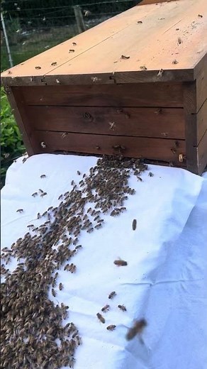 Beienkiste 2 Bee Swarm March 1