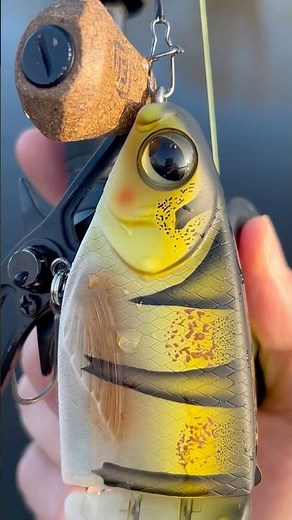 KGB Chad Shad 180 at www.charliesfishing.com #lure #predatorfish #angling