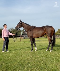 4.9K views · 176 reactions | She looks like an oil painting  Brilliant 1000 Guineas winner Cachet will join a stellar lineup in the Sceptre Session on December 5th at the upcoming Tattersalls December Mares Sale. Pedigree  bit.ly/Cachet_ | Tattersalls | Facebook