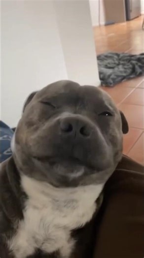 Smiling Dog #Dog #funny #smile