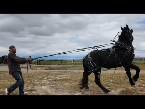 Training a Stud 2 day 2!!! How much has he learned??????