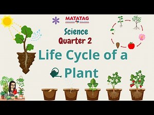 SCIENCE 4 QUARTER 2 Life Cycle of a Plant
