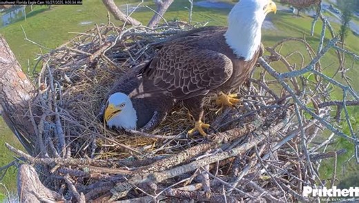 Southwest Florida Eagle Cam on Instagram: "M loves testing out that comfy nest bole! Lots of sticks and hay/soft materials brought in this AM! Watch the eagles live at www.SWFLEagleCam.com. #baldeagle #eaglecam #birding #birdsofinstagram #wildlife #swfl #eaglesofinstagram #birdsofprey #eagle"
