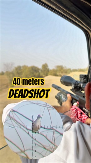 Dove 40 meters deadshot