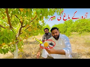Growing a Peach Tree From Seed - Super Easy! How To Grow Peaches From Pit