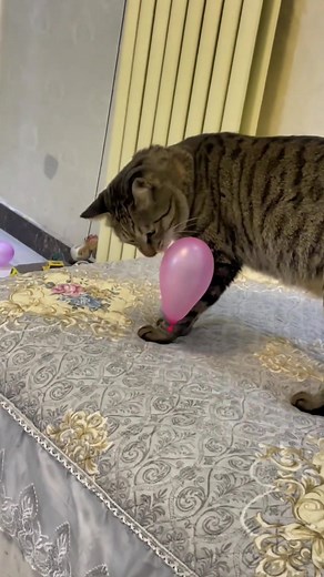 Balloons Following Cats: The Curious Connection Explained
