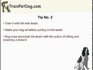 English Springer Training: Train It To Walk In The Park, Without Pulling