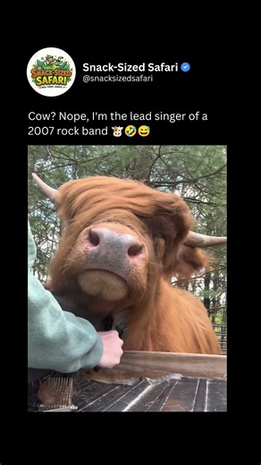 Moo but make it...emo rock band front man 🤣🐮