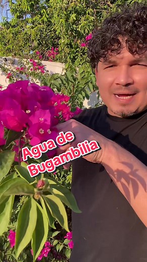 Receta de Agua de Bugambilia: ¡Refrescante y Deliciosa!