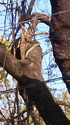 Gaser Upor Shap: A Unique Bangali Vlog Experience