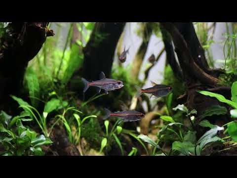 Glowlight Tetra │ No CO2 Low Tech Planted Aquarium Malayalam