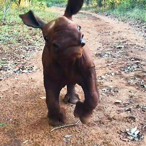 When this orphaned baby rhino is so happy to be running, he wipes out 😍 | The Dodo