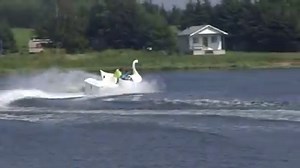 That is one souped-up swan. You're going to want to turn on the sound for the full effect. http://www.cbc.ca/1.3196841 | CBC News