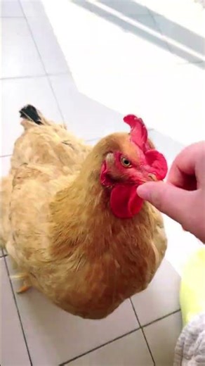 Chicken Farts: The Hilarious Truth Behind the Cluck
