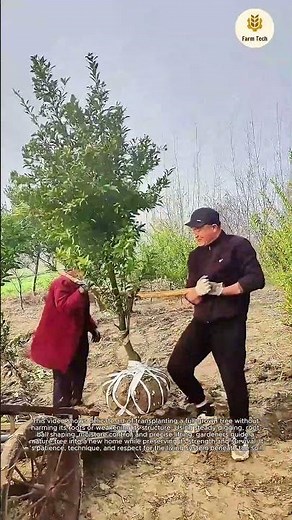 Gardening Secrets: The Art of Transplanting a Full-Grown Tree