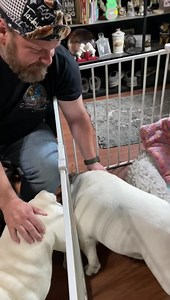 Once again the daddy channeled his inner dog to thwart a scuffle. Today the Weed needed her ear medicated - she wasn’t pleased but it went better than the day before yesterday. Though she still managed to end up in puppy jail 😳. She’s our feisty girl. Oh Augie & Gigi… | Augie Doggy’s Place