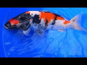 Quality Japanese Koi | Jumbo Showa Koi Fish Varieties from Japan - Part 1