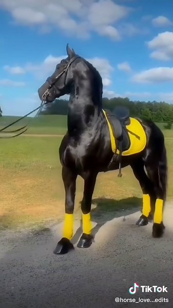 Best Color for a Black Horse Revealed!