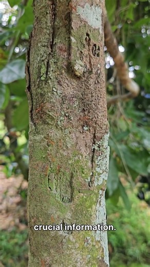 Forest’s Secret Network 🌲🕸️ | How Trees Communicate Underground