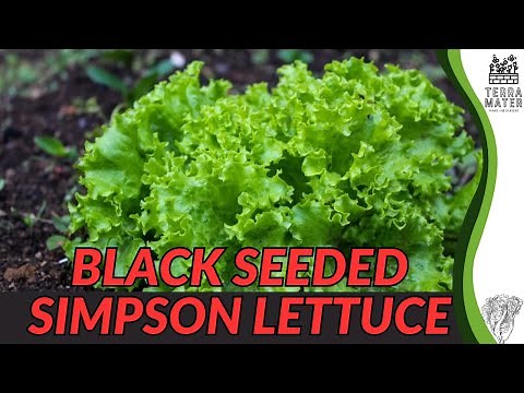 Grow Black Seeded Simpson Lettuce: Crisp, Early Harvest Greens! (Lactuca sativa)