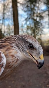 Stark, a Ferruginous Hawk, says: don’t wing it, book early! ✨ We’re open Dec 18–Jan 4 (closed Dec 25 & Jan 1). Holiday hands-on experiences are filling up fast, with very limited walk-in availability for Closest & Owl Encounters. 🎄 Reserve now to secure your spot! https://the-raptors.com/book #islandraptors #birdsofprey #ferruginoushawk #hawk #tourismcowichan #raptors #explorebc #tourismvictoria #getcloser #tourismnanaimo #tourismvancouverisland | The Raptors