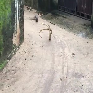 962K views · 10K reactions | Mongoose vs Big Snake fight  Who do you think will win? #snakefighttomongoose #snake #snakephotography #Snakefight | #viralfunny �� | Facebook