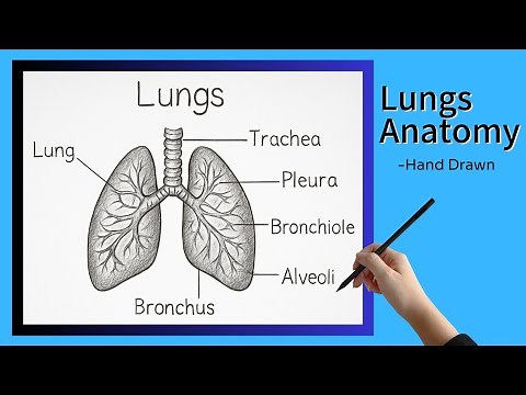Easy Lungs Drawing | Step-by-Step Lungs Anatomy Tutorial | ArtEdu by Sania