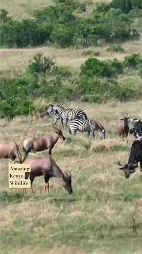 Amazing Wild Life of Kenya