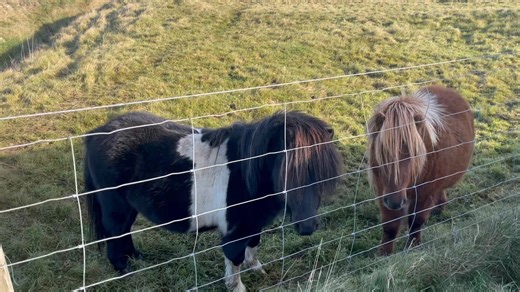 It’s a stunningly beautiful day here. A pause this morning to take in the views on the feed run. The Shetland ponies belong to a friend who breeds them. #shetland #shetlandpony #pony #ScenicViews | Shetland Resolve