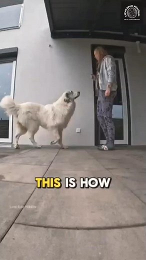 Teach your GREAT PYRENEES DOG to sit in Minutes!
