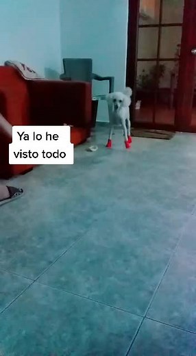 xq me hacen esto #locurasdemijail #viral #parati #perros #zapatosrojos